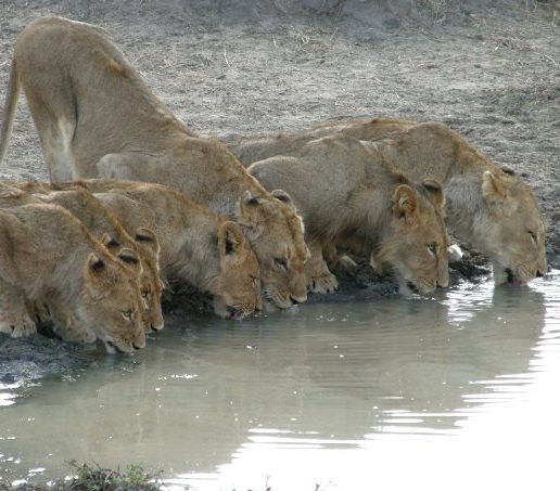 Untamed Veterinary Agency